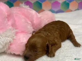 Toy Poodle dogs Janie - Ad 23