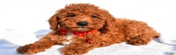 Miniature Poodle dogs for sale: Odell - Ad 2