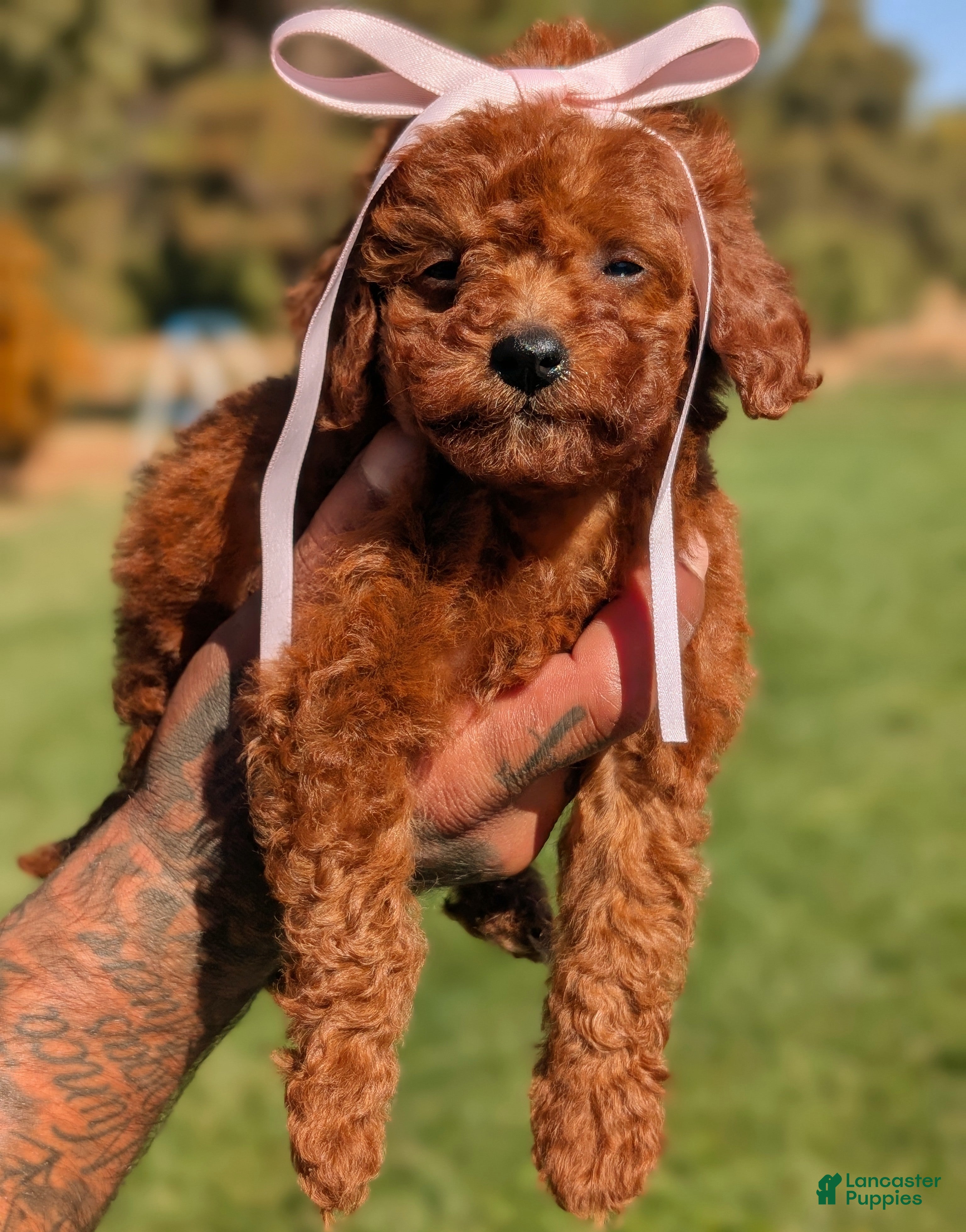 Mini Goldendoodle dogs 🍂 AUTUMN  - Ad 2