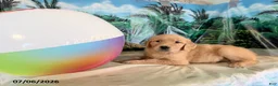 Golden Retriever dogs for sale: Chip - Ad 2
