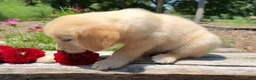 Golden Retriever dogs for sale: Jasper - Ad 6