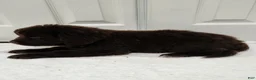 Newfoundland dogs for sale: AKC Brooke - Ad 5