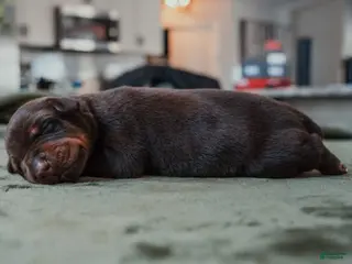 Doberman Pinscher dogs Obsidian Wildfire’s Vulcan - Ad 1