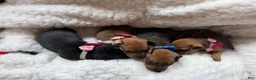 Miniature Pinscher dogs for sale: Miniature Pinscher 3 - Ad 7