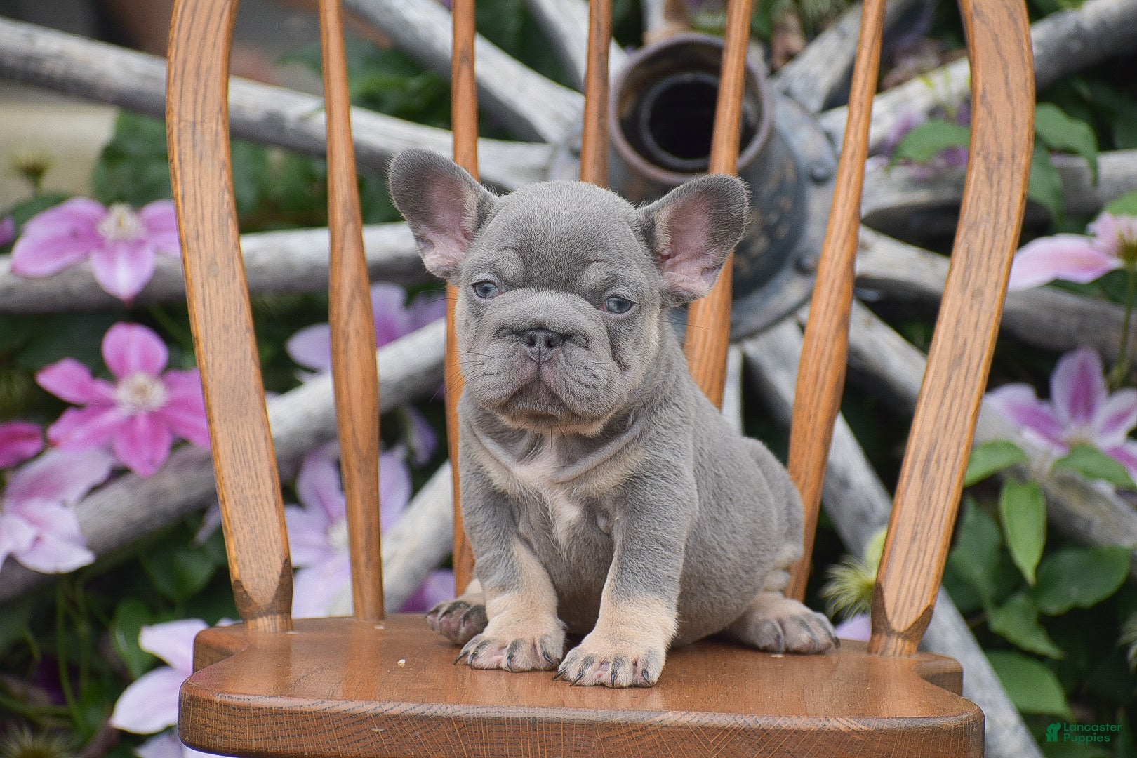 French Bulldog dogs Zoey - Ad 1