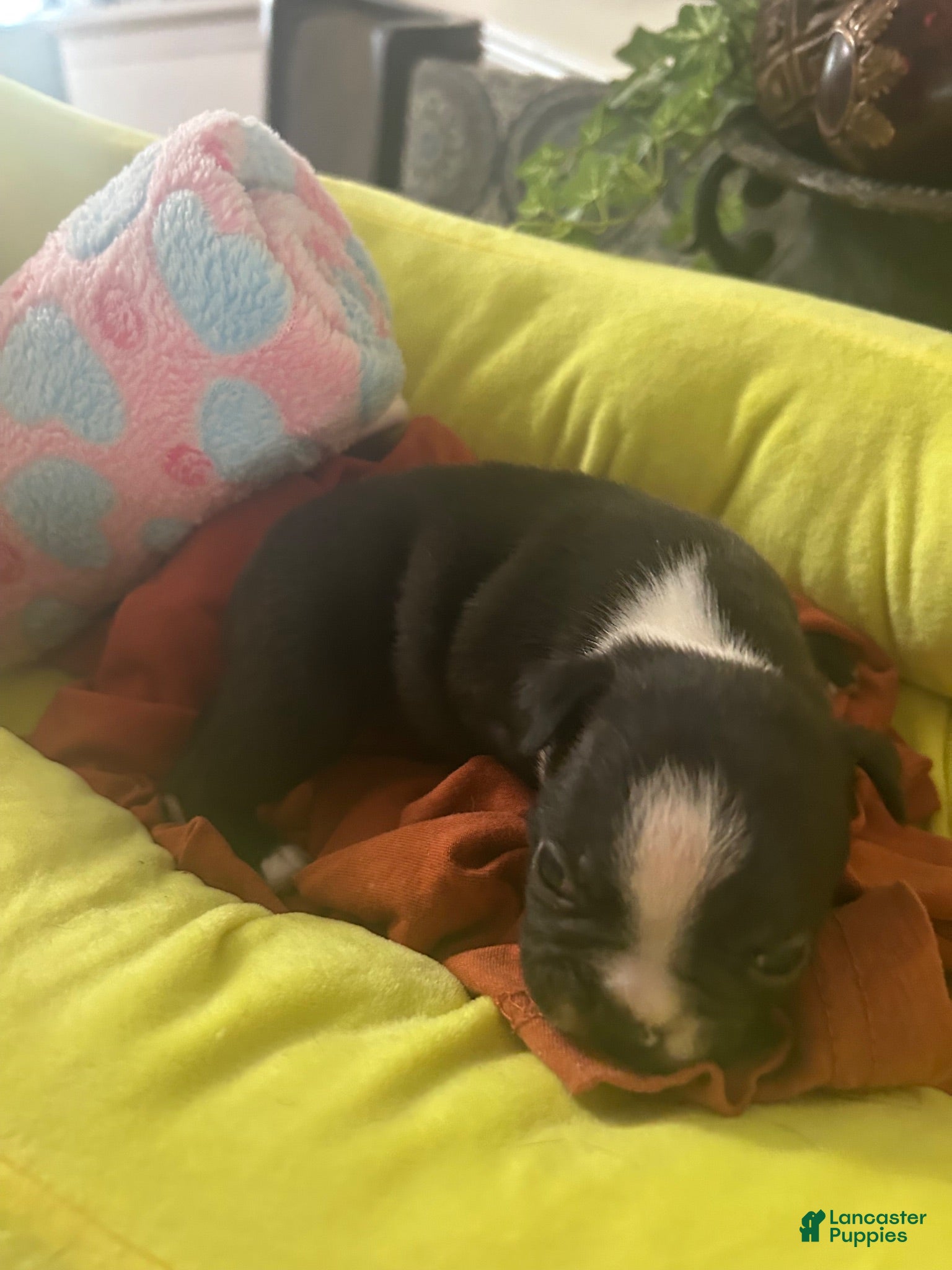 Boston Terrier dogs Boston Terrier 2 - Ad 27