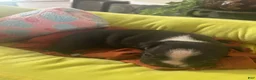 Boston Terrier dogs for sale: Boston Terrier 2 - Ad 1