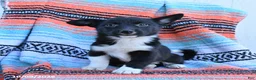 Mixed Breed dogs for sale: Dixie - Ad 3
