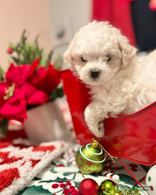 Bichon Frise dogs Paul - Ad 2