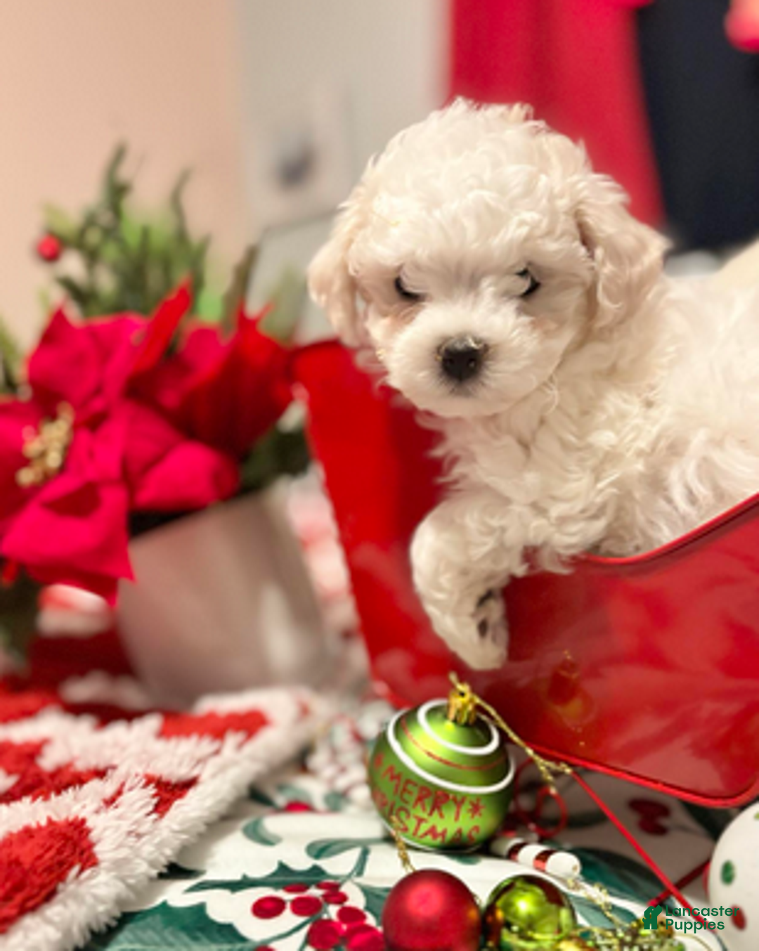 Bichon Frise dogs for sale: Paul - Ad 2