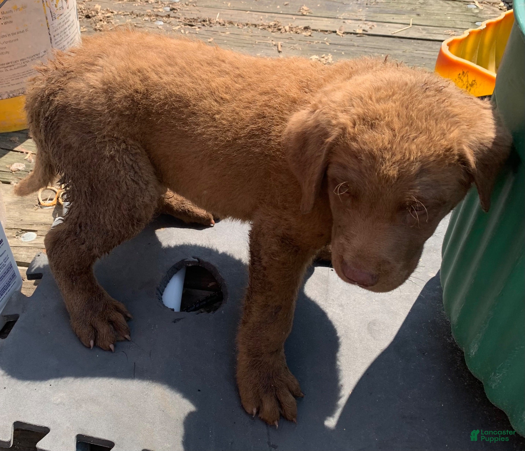 Chesapeake Bay Retriever dogs Chesapeake Bay Retriever 3 - Ad 9