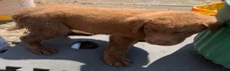 Chesapeake Bay Retriever dogs for sale: Chesapeake Bay Retriever 3 - Ad 1