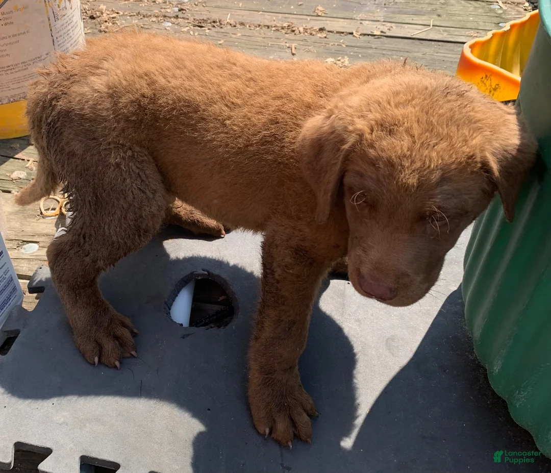 Chesapeake Bay Retriever dogs for sale: Chesapeake Bay Retriever 3 - Ad 1