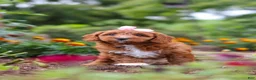 Cavapoo dogs for sale: Dixie - Ad 11