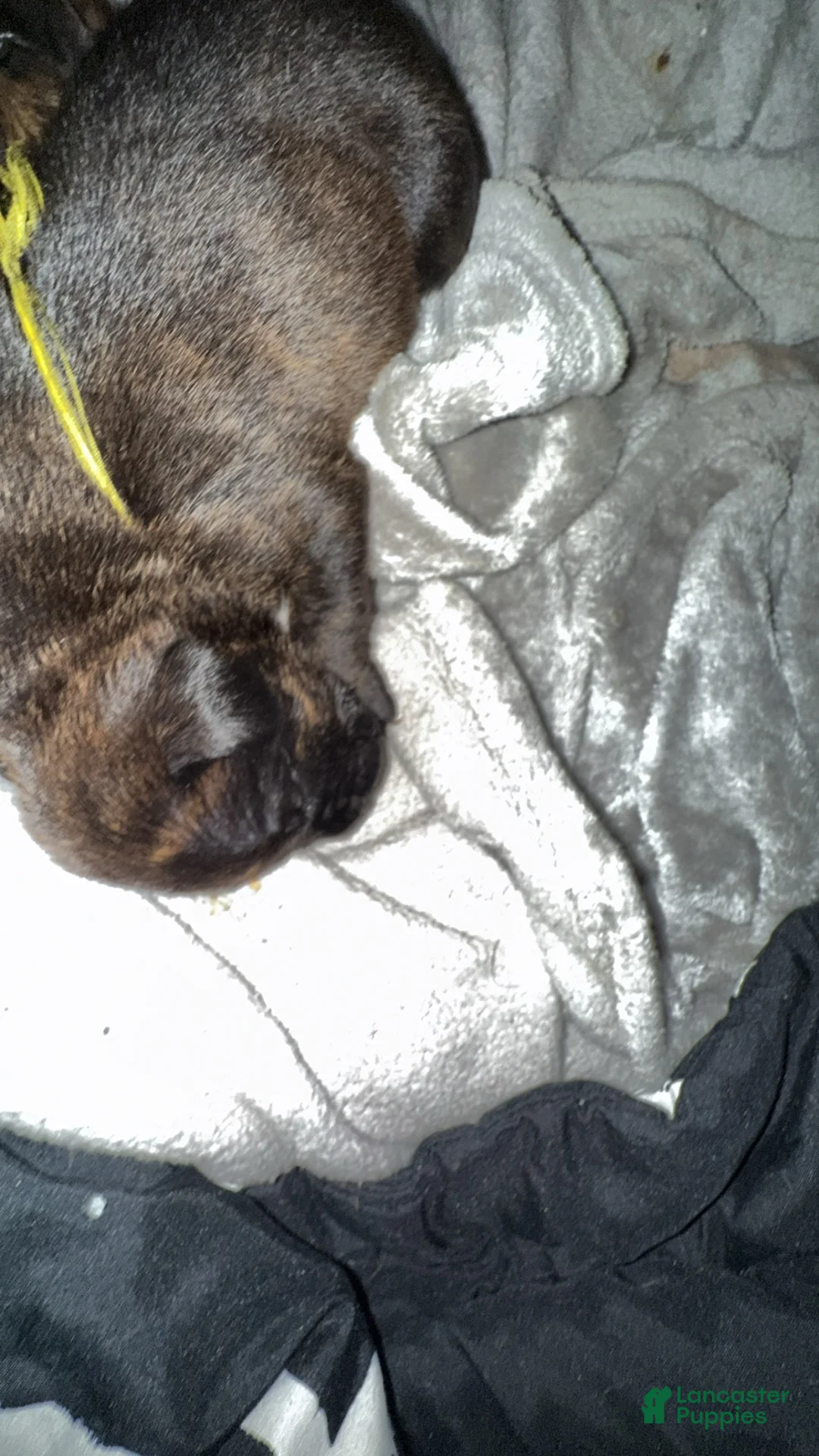 Mixed Breed dogs for sale: Mixed Breed 7 - Ad 2
