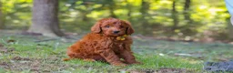 Goldendoodle dogs for sale: Max - Ad 6