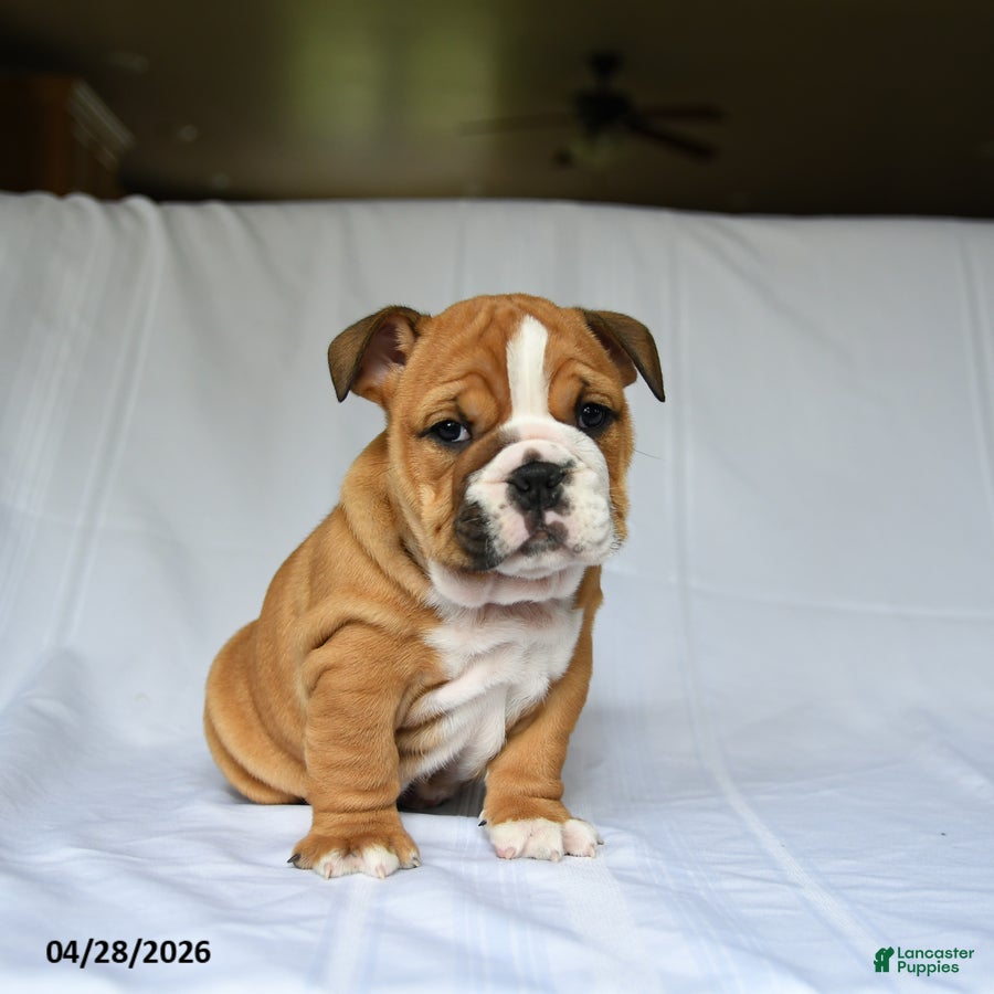 English Bulldog dogs Harper - Ad 2