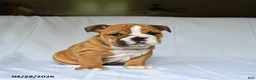 English Bulldog dogs for sale: Harper - Ad 2