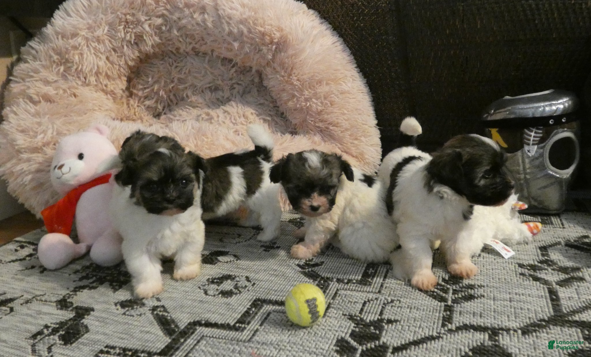 Havanese dogs Baron-Male - Ad 2