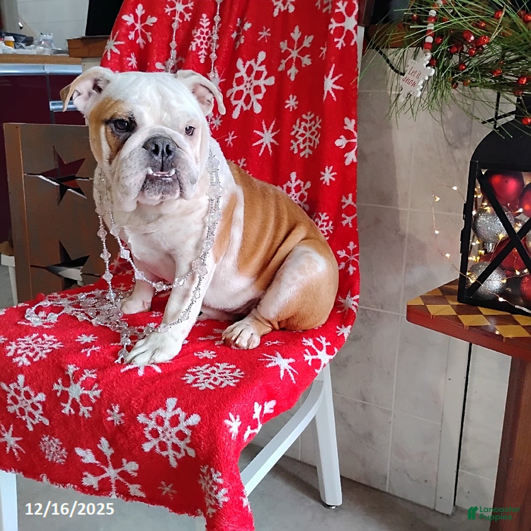 English Bulldog dogs for sale: Rolita - Ad 6