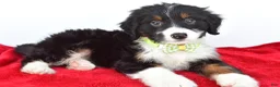 Mini Bernedoodle dogs for sale: Leo - Ad 8