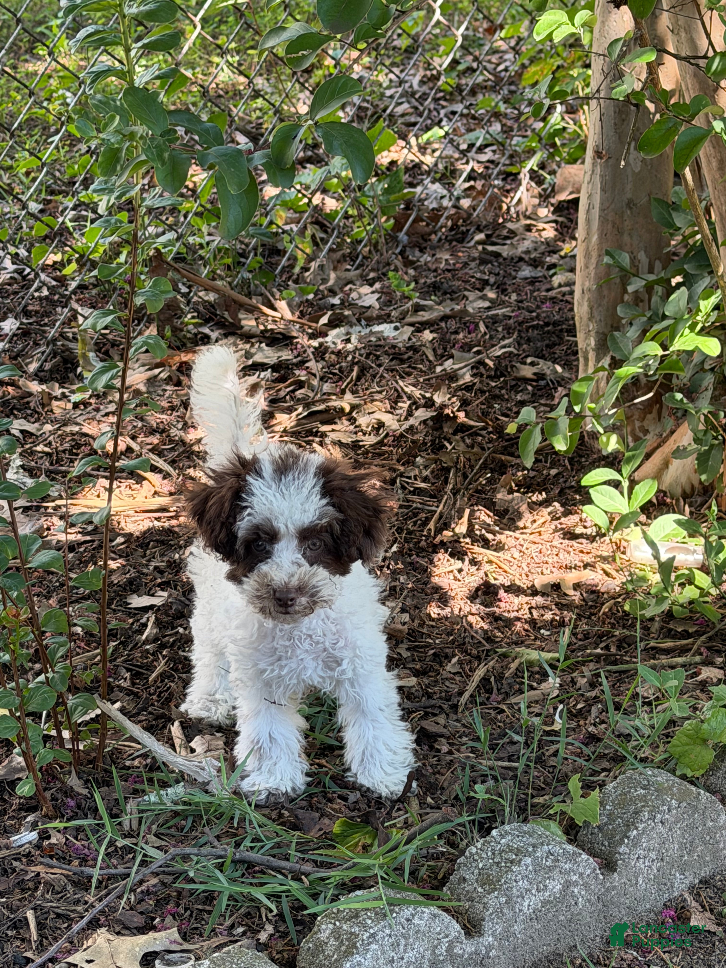 Toy Poodle dogs Max - Ad 1