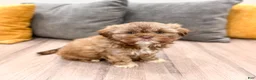 Shih Tzu dogs for sale: Heidi - Ad 3