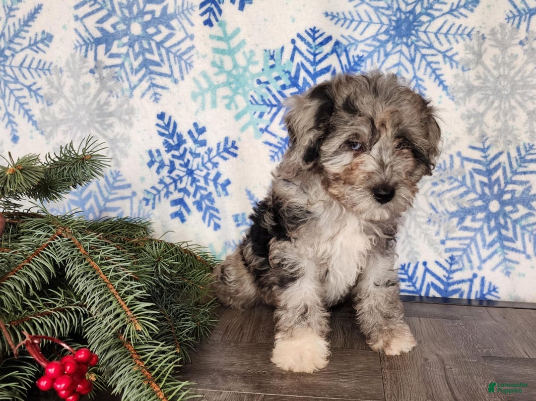 Mini Bernedoodle dogs for sale: Angel - Ad 6