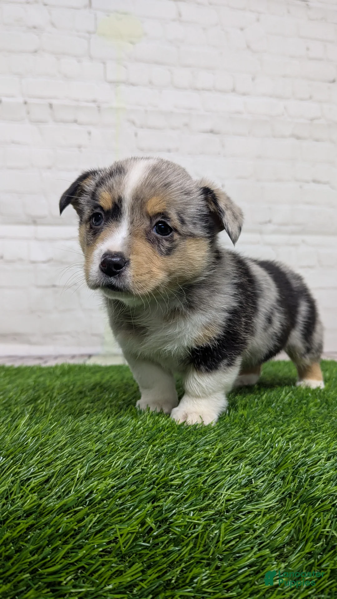 Welsh Corgi Pembroke dogs for sale: Alli - Ad 7