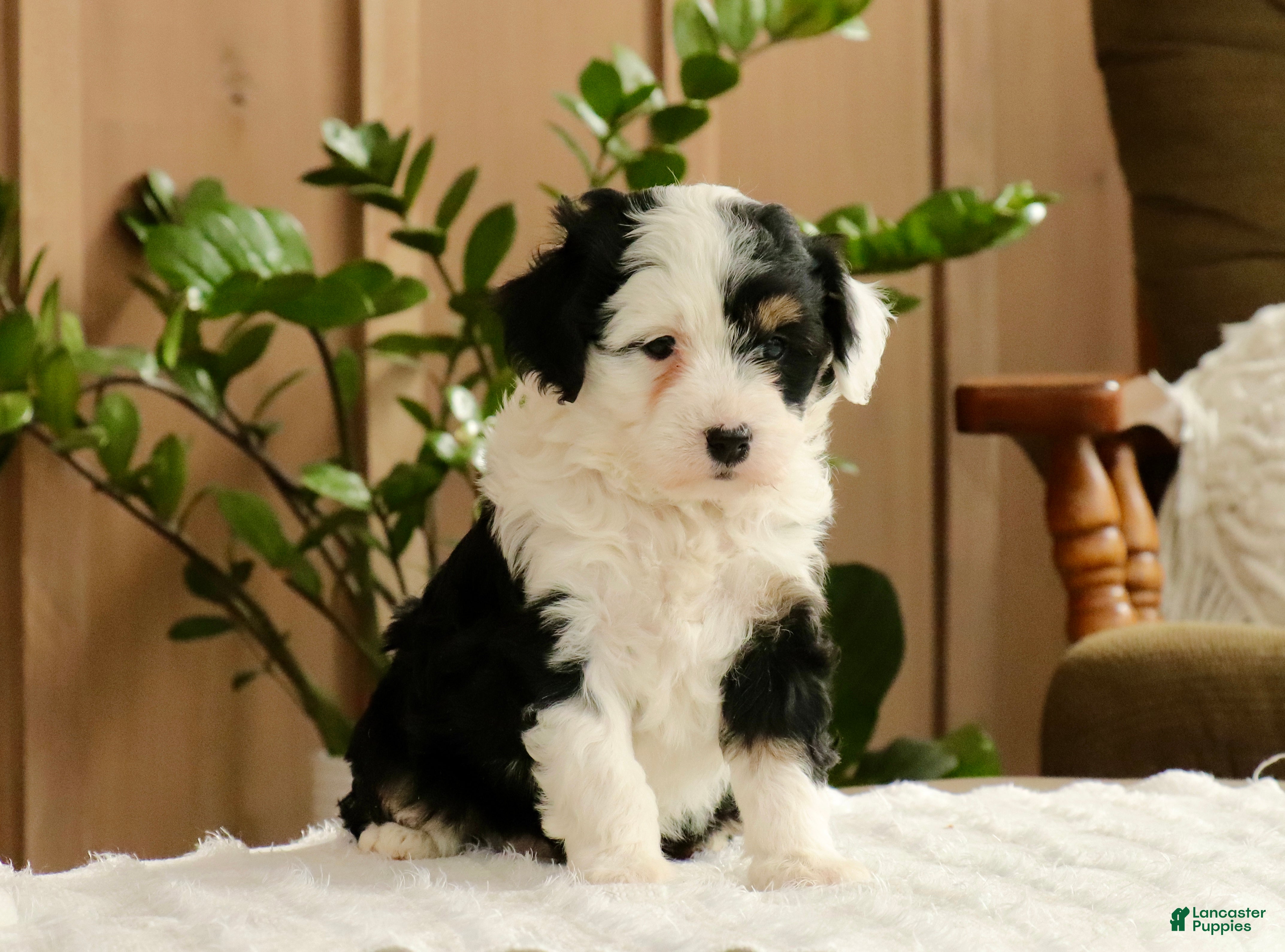 Mini Bernedoodle dogs Niki - Ad 2