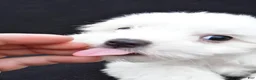 Maltese dogs for sale: Bo - Ad 4
