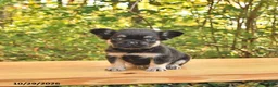 French Bulldog dogs for sale: Ava  - Ad 3