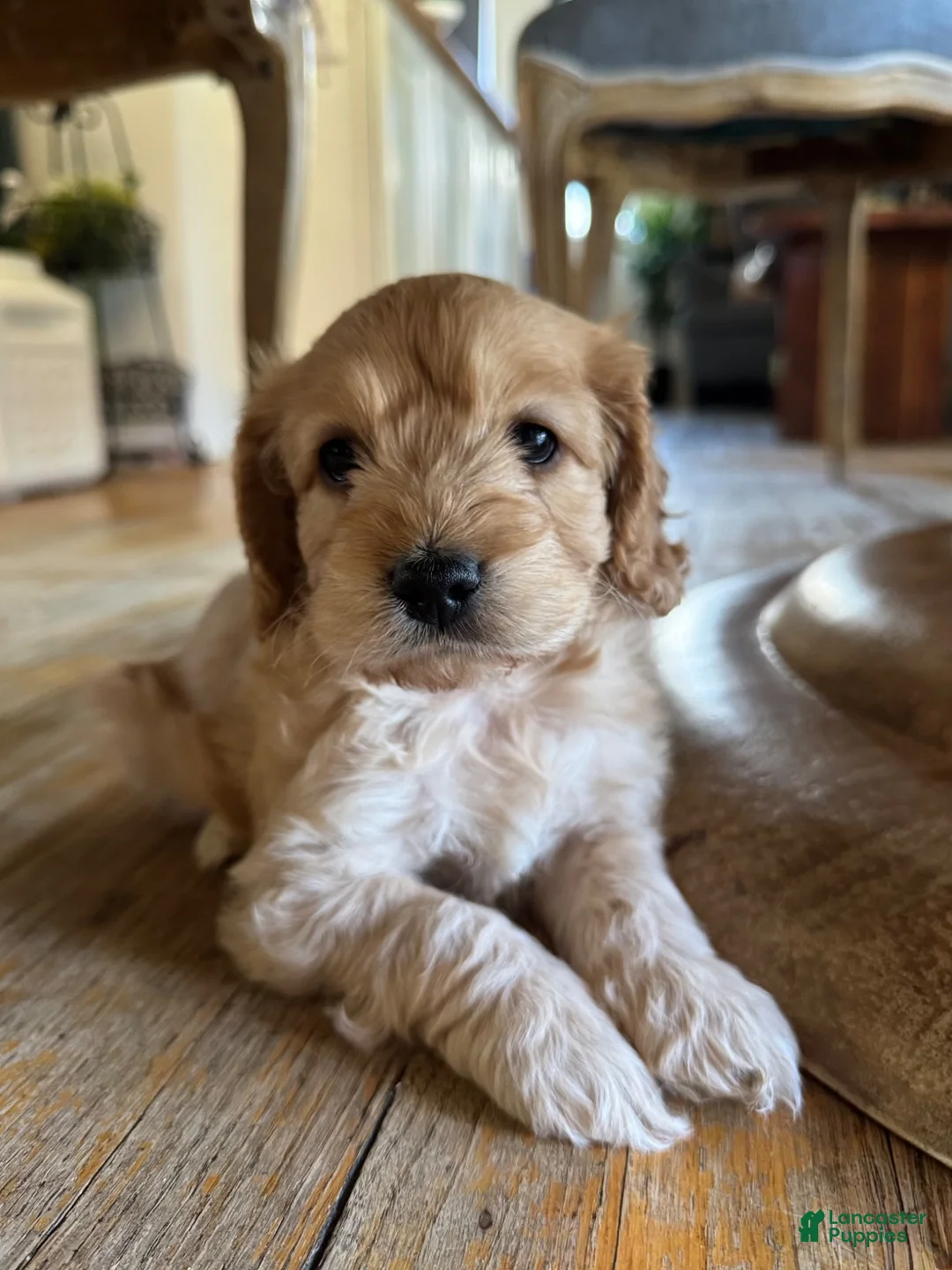 Cockapoo dogs for sale: Chip  - Ad 2