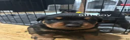 Rottweiler dogs for sale:  5 - Ad 1