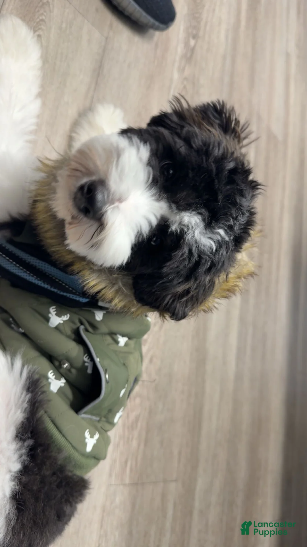 Mixed Breed dogs for sale: Mixed Breed Puppy 1 - Ad 2