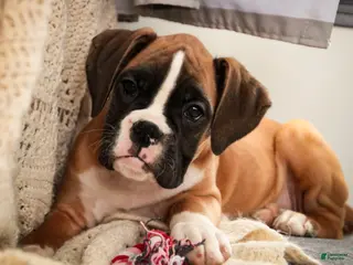 Boxer dogs Harper - Ad 34