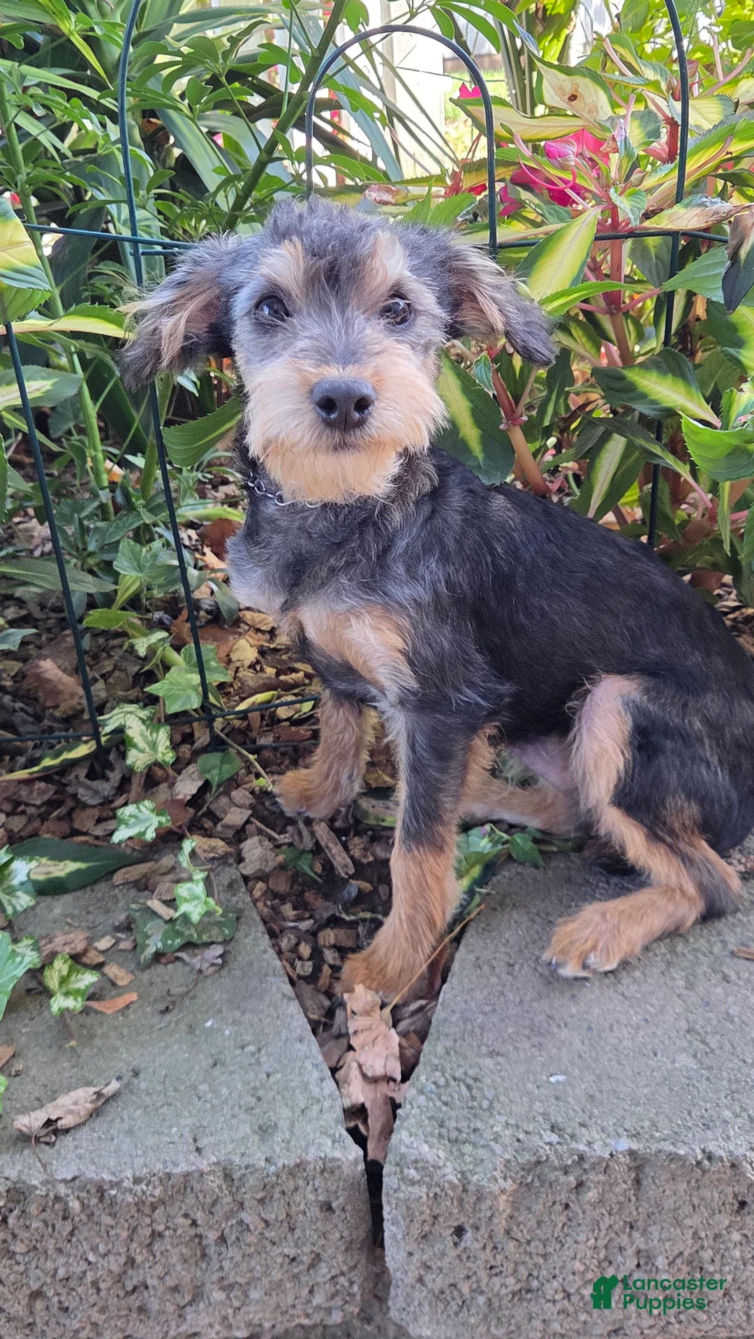 Yorkiepoo dogs for sale: Teddy - Ad 4