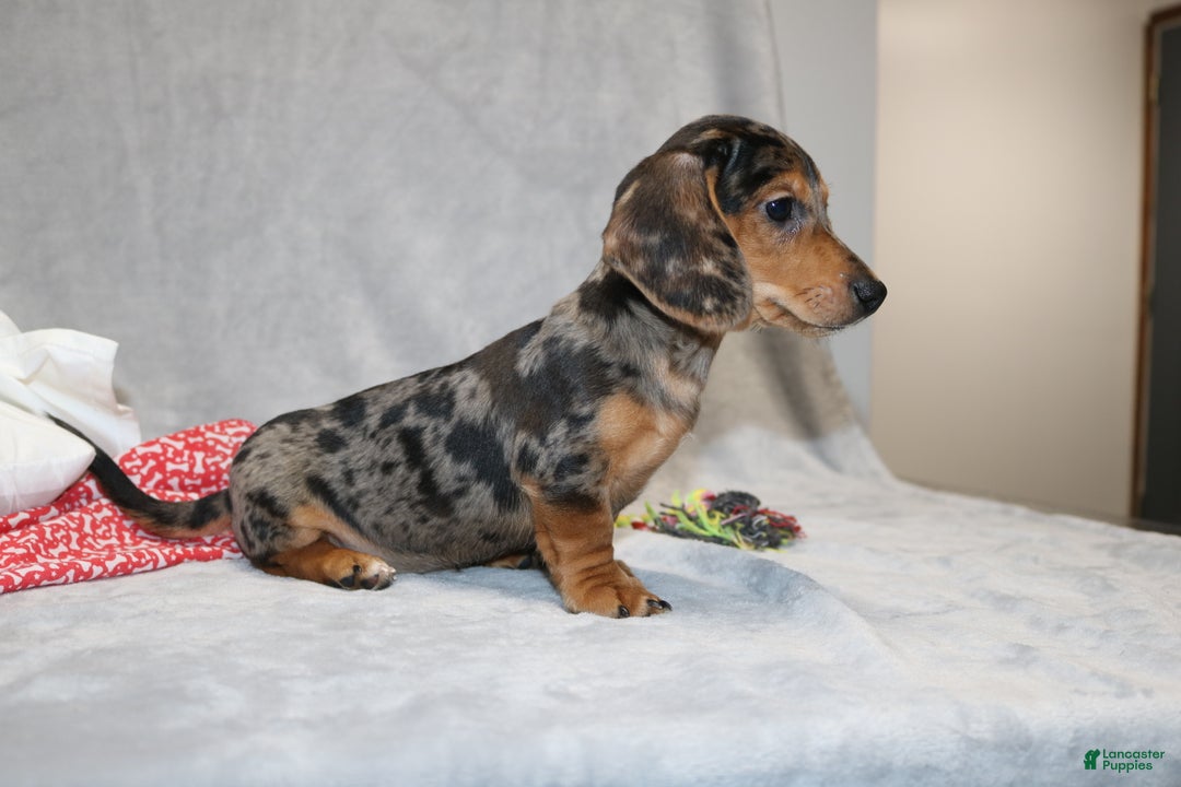 Miniature Dachshund dogs for sale: Bruno - Ad 8