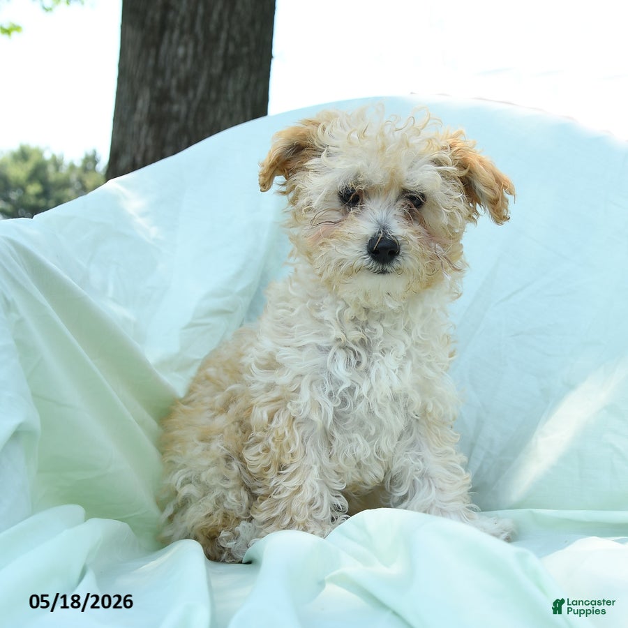 Toy Poodle dogs Percy - Ad 2