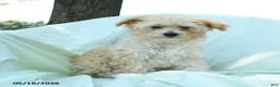 Toy Poodle dogs for sale: Percy - Ad 7