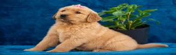 Golden Retriever dogs for sale: Tammy - Ad 5