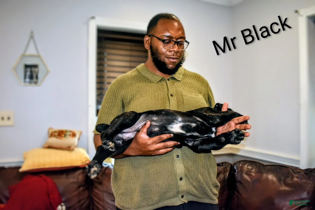 Presa Canario dogs for sale: Mr Black - Ad 2