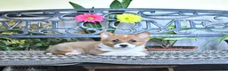 Welsh Corgi Pembroke dogs for sale: Sunny  - Ad 4
