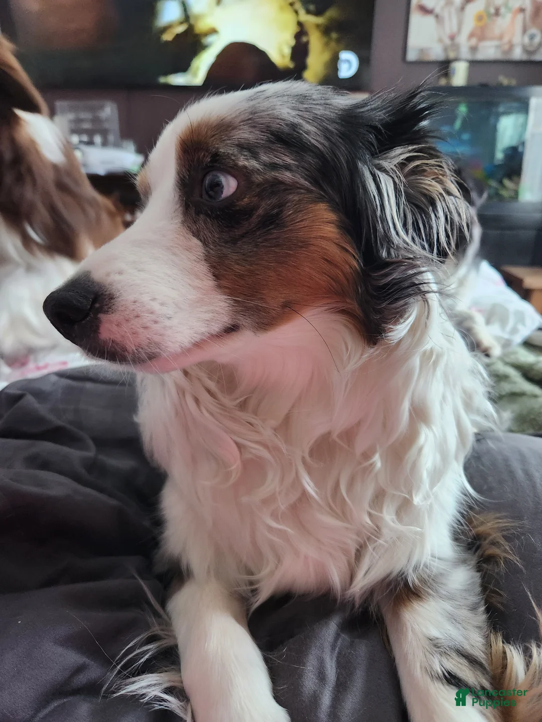 Miniature Australian Shepherd dogs for sale: Miniature Australian Shepherd Puppy 2 - Ad 1