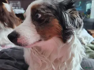 Miniature Australian Shepherd dogs Miniature Australian Shepherd Puppy 2 - Ad 40