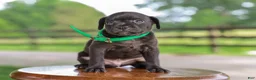 Mixed Breed dogs for sale: Yodel Jug Puppy - Ad 4