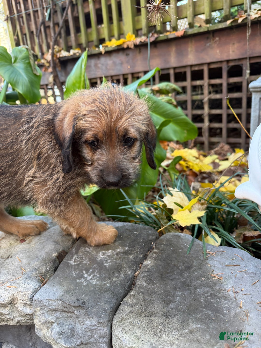 Mixed Breed dogs for sale: Opal - Ad 8