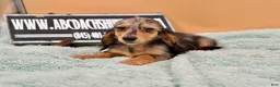 Miniature Dachshund dogs for sale: Miniature Dachshund Puppy 2 - Ad 12