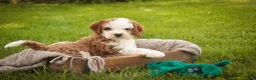 Cavapoo dogs for sale: Larry Cavapoo  - Ad 8