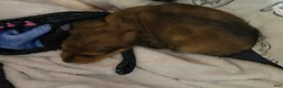 Miniature Dachshund dogs for sale: Deuce - Ad 14